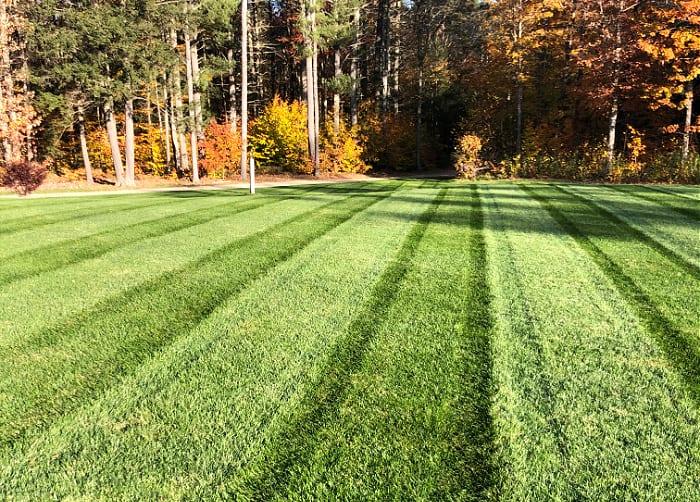 Weekly Lawn Maintenance